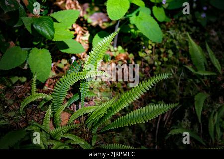 Un primo piano di fronds duro-felce che crescono nel legno Foto Stock