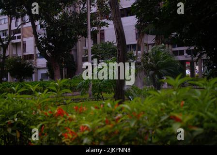 Vista su un parco verde con cespugli e alberi di fronte ad un edificio in una zona urbana Foto Stock