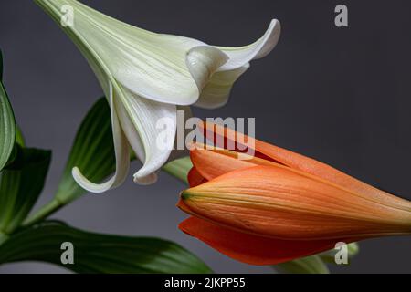 Il bellissimo primo piano di due fiori di giglio isolati su uno sfondo grigio Foto Stock