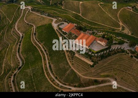 La vista aerea dei vigneti terrazzati nella Valle del Douro, Portogallo. Foto Stock