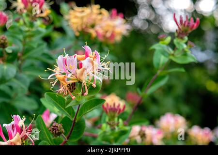 Bellissimi fiori dal mio giardino. Una serie di belle foto del giardino. Foto Stock