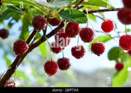 Bacche rosse mature di ciliegia dolce su un ramo in un giardino estivo su sfondo di foglie verdi dopo la pioggia, primo piano. Foto Stock