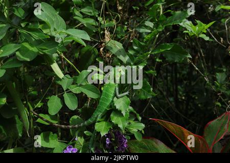 Un maschio verde comune lucertola foresta (Calotes Calotes) si sta arrampicando sulla cima di un ramo di pianta di fiore pieno di foglie verdi Foto Stock