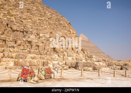 Giza, Egitto; 27 luglio 2022 - cammelli e loro proprietari alle Piramidi, Egitto Foto Stock