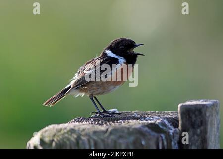 STONECHAT (Saxicola torquata) cantando su un posto di recinzione da campo, Regno Unito. Foto Stock