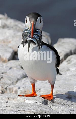 PUFFIN che trasporta il pesce, Regno Unito. Foto Stock
