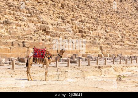 Giza, Egitto; 27 luglio 2022 - cammelli e loro proprietari alle Piramidi, Egitto Foto Stock