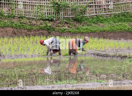 Lavoratrici che lavorano nelle risaie di Chittagong, Bangladesh. Foto Stock