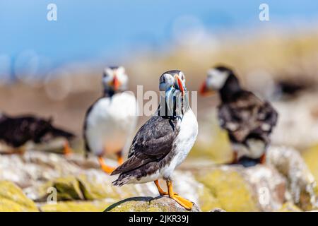 Il puffin Atlantico (Fratercola arctica) su una roccia con un becco pieno di anguille di sabbia sulle Isole Farne al largo della costa del Northumberland, Inghilterra nord-orientale, Regno Unito Foto Stock