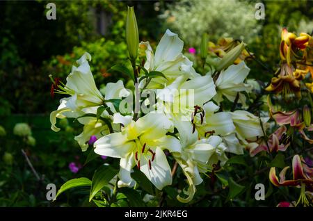 Gigli bianchi in una giornata estiva. Bellezza giglio giardino con petali bianchi primo piano giardino foto Foto Stock