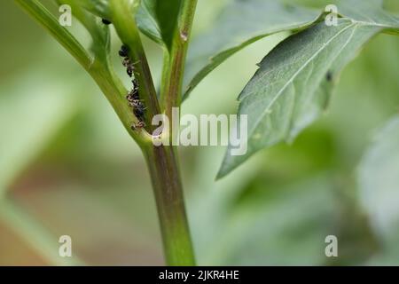 Blackfly (afidi di fagioli neri) e formiche contadine su una pianta di dahlia all'inizio dell'estate, Regno Unito Foto Stock