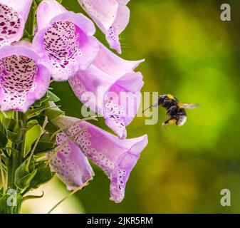 Ape su Foxglove nel giardino di Cotswolds Foto Stock