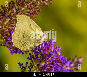 Brimstone Butterfly che alimenta la Buddleia Foto Stock