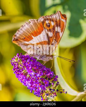 Purple Emperor che si nutrono di Buddleia Giardino Foto Stock