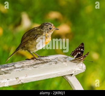 Robin immaturo affronta Purple Emperor Butterfly Foto Stock