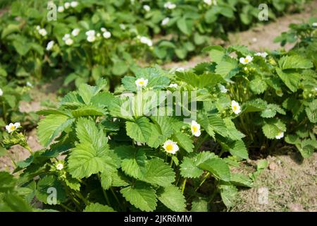 Fragola in azienda agricola biologica in giorno di sole. Foto Stock