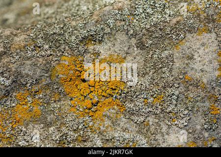 lichen presumibilmente sulla superficie di arenaria di quarzite sotto la luce diretta del sole - struttura e sfondo full-frame Foto Stock