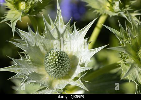 Eryngium globo ornamentale Thistle in Flower Border Foto Stock