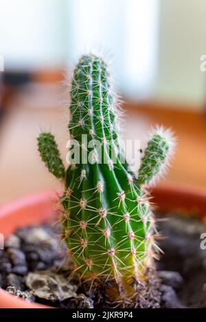 Un piccolo cactus in una pentola marrone assomiglia ad una persona con le braccia sollevate. Foto Stock