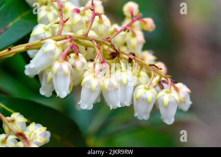 fiori bianchi pieris japonica Foto Stock