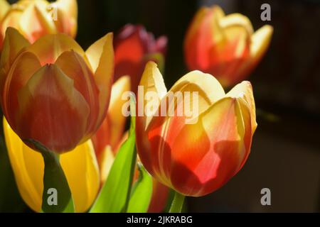 disposizione dei tulipani tagliati Foto Stock