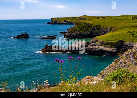 Guardando verso Long Matthew Point da Broadhaven, Pembrokeshire, Galles, Regno Unito Foto Stock