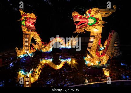 Lanterne tradizionali del drago cinese, riflesse in una piscina di notte. Fotografato alle celebrazioni di Capodanno cinese Foto Stock