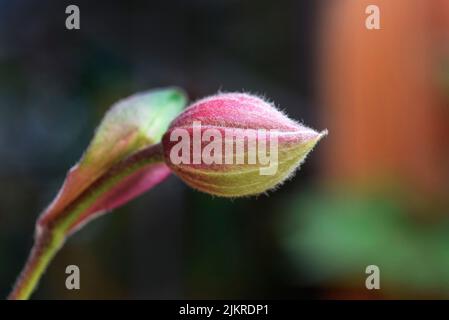 germogli di anemone giapponesi Foto Stock