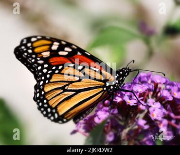 Una farfalla monarca dai colori vivaci, Danaus plexippus, su un cespuglio di farfalle rosa o viola, Buddleja, in estate o in autunno, Lancaster, Pennsylvania Foto Stock