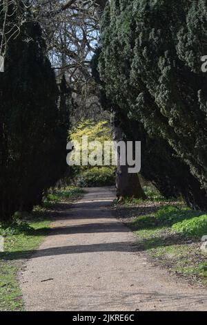 percorso attraverso alberi di tasso, passeggiate thornham, suffolk Foto Stock