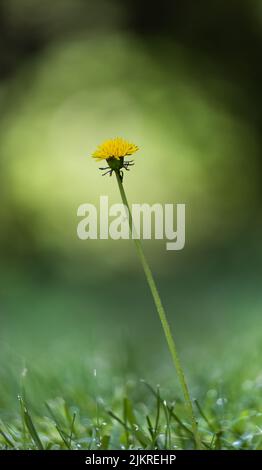 Un singolo dente di leone giallo, Taraxacum officinale, su uno sfondo verde lussureggiante e sfocato in estate o in autunno, Lancaster, Pennsylvania Foto Stock