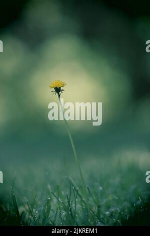 Un singolo dente di leone giallo, Taraxacum officinale, su uno sfondo verde lussureggiante e sfocato in estate o in autunno, Lancaster, Pennsylvania Foto Stock