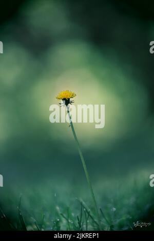 Un singolo dente di leone giallo, Taraxacum officinale, su uno sfondo verde lussureggiante e sfocato in estate o in autunno, Lancaster, Pennsylvania Foto Stock