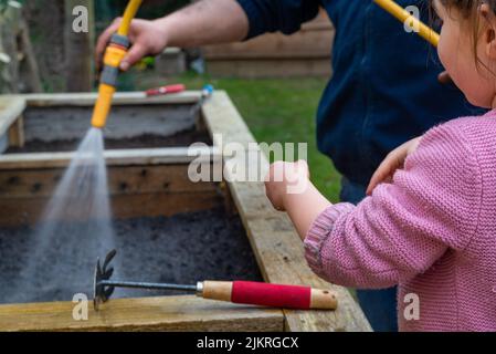 Uomo spruzzando acqua del tubo flessibile sui semi appena piantati in piantatrice vegetale di giardino. Bambina con gli attrezzi aiuta. Foto Stock