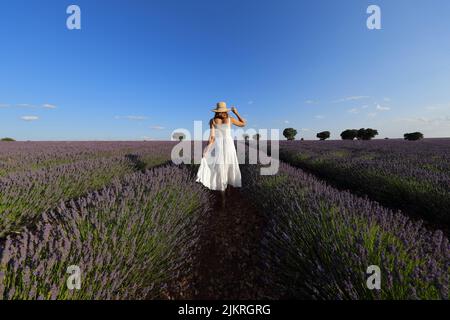 Vista posteriore di una donna che indossa un abito bianco e un cappello pamela che cammina attraverso un campo di lavanda Foto Stock