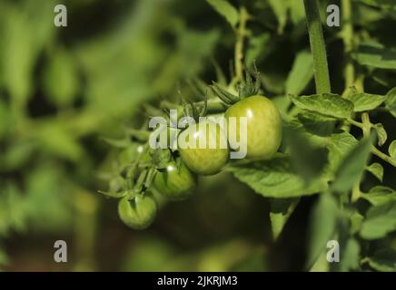 Pomodori ciliegini verdi in giardino Foto Stock