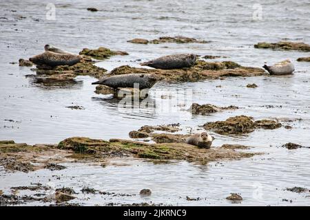 Una colonia di foche grigie si affaccia sulla spiaggia a Portgordon, Morayshire, Scozia, Regno Unito. Foto Stock