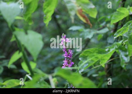 Lythrum salicaria fiori nella foresta estiva Foto Stock