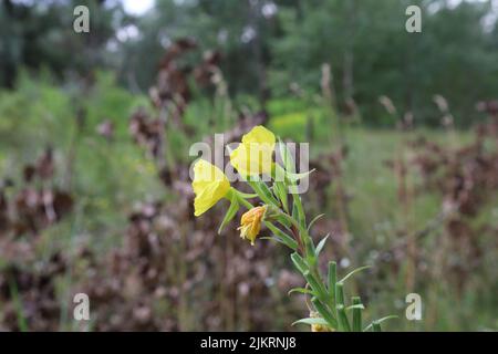 fiore comune sera-primrose nel prato estivo Foto Stock
