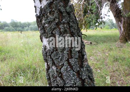 Muschio grigio, betulla ricoperta di muschio Foto Stock