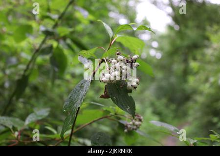 Cornus alba nella foresta estiva, dogwood bianco o siberiano Foto Stock