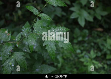 Filipendula ulmaria lascia nel prato estivo Foto Stock