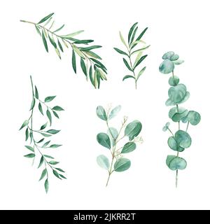 Eucalipto verde, olive e rami di pistacchio sono isolati su sfondo bianco. Acquerello illustrazione botanica disegnata a mano. Foto Stock