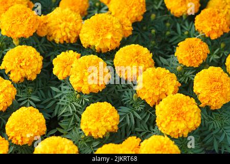 Incredibile fiore messicano marigold in giardino, su sfondo naturale bello. Fuoco di selezione. Foto Stock