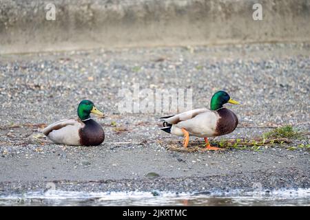 Issaquah, Washington, Stati Uniti. Due mallardi maschi sulla riva del lago Sammamish. Foto Stock