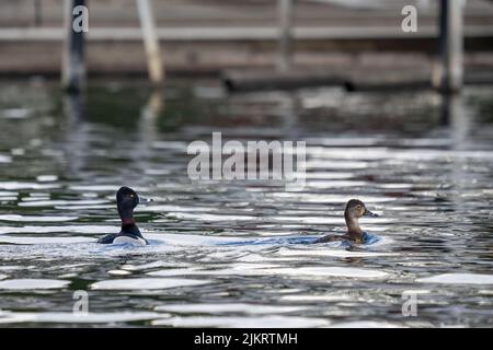 Issaquah, Washington, Stati Uniti. Ducks maschio e femmina a collo anellato che nuotano vicino a un molo nel lago Sammamish. Foto Stock