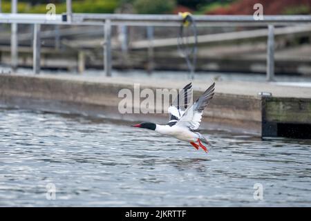 Issaquah, Washington, Stati Uniti. Merganser comune maschile che prende il volo vicino a un molo nel lago di Sammamish. Foto Stock
