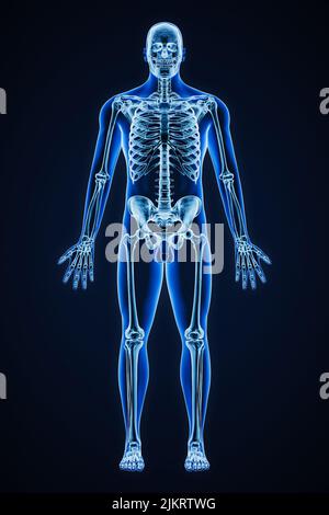 Immagine di rappresentazione con raggi X precisi della vista anteriore dell'intero sistema scheletrico umano con contorni del corpo maschile adulti 3D. Medicina, sanità, anatomia, os Foto Stock