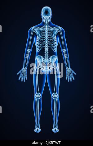 Immagine di rappresentazione con raggi X precisi della vista posteriore dell'intero sistema scheletrico umano con contorni del corpo maschile adulti 3D. Medicina, sanità, anatomia, o Foto Stock