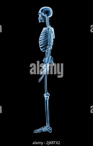 Immagine a raggi X della vista laterale o del profilo del sistema scheletrico umano completo o dello scheletro isolato su sfondo nero 3D illustrazione del rendering. Medico, healt Foto Stock